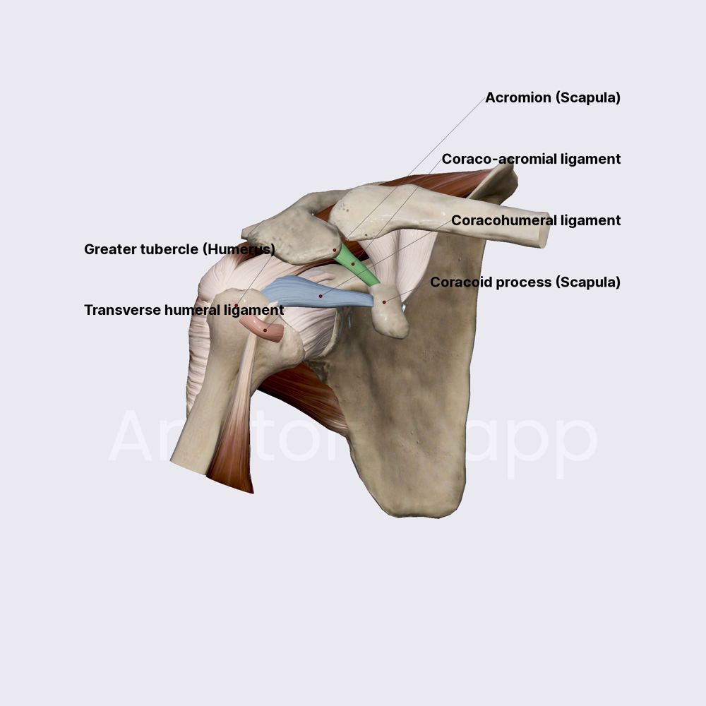 Anatomical Shoulder Joints Model E6B