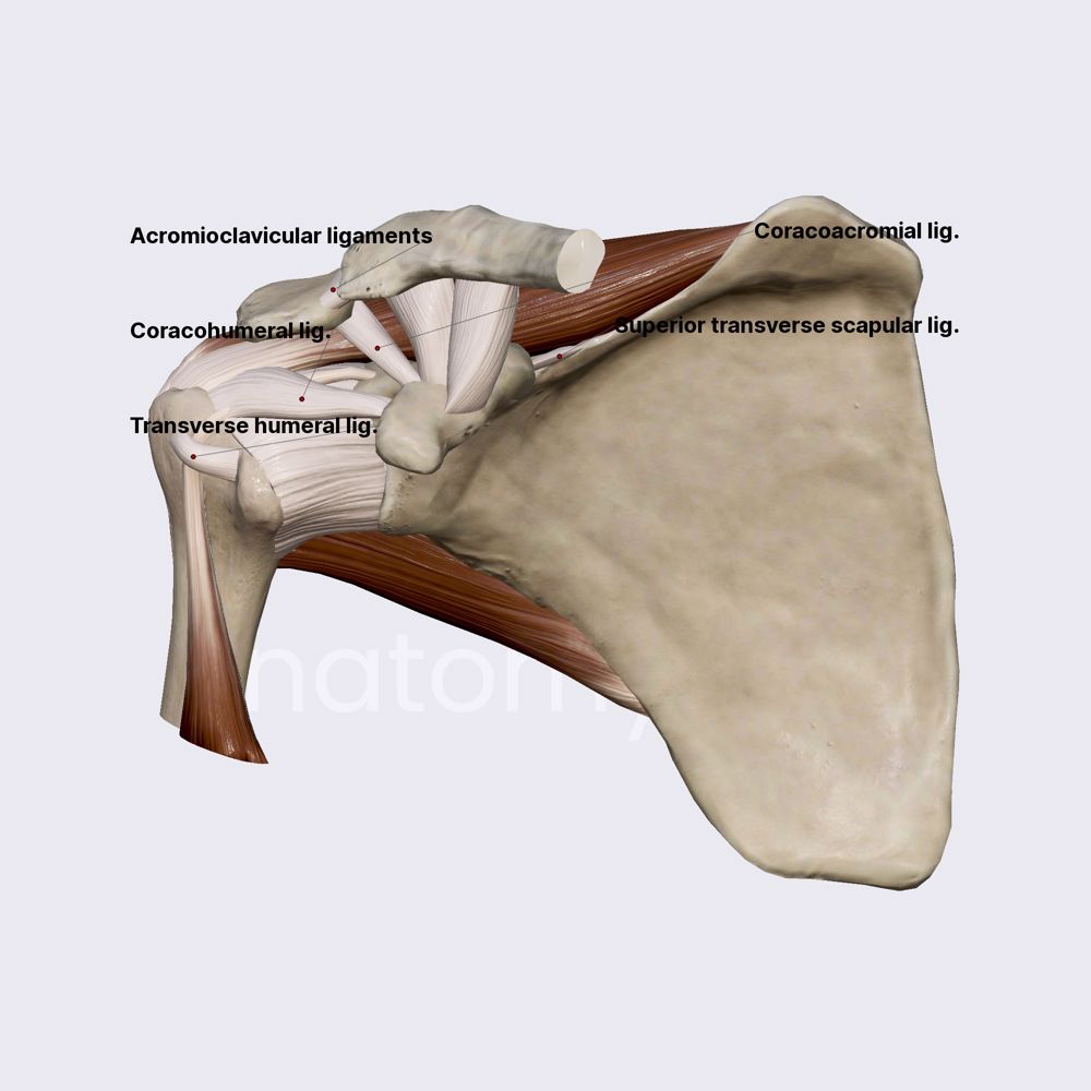 Ligaments of shoulder girdle