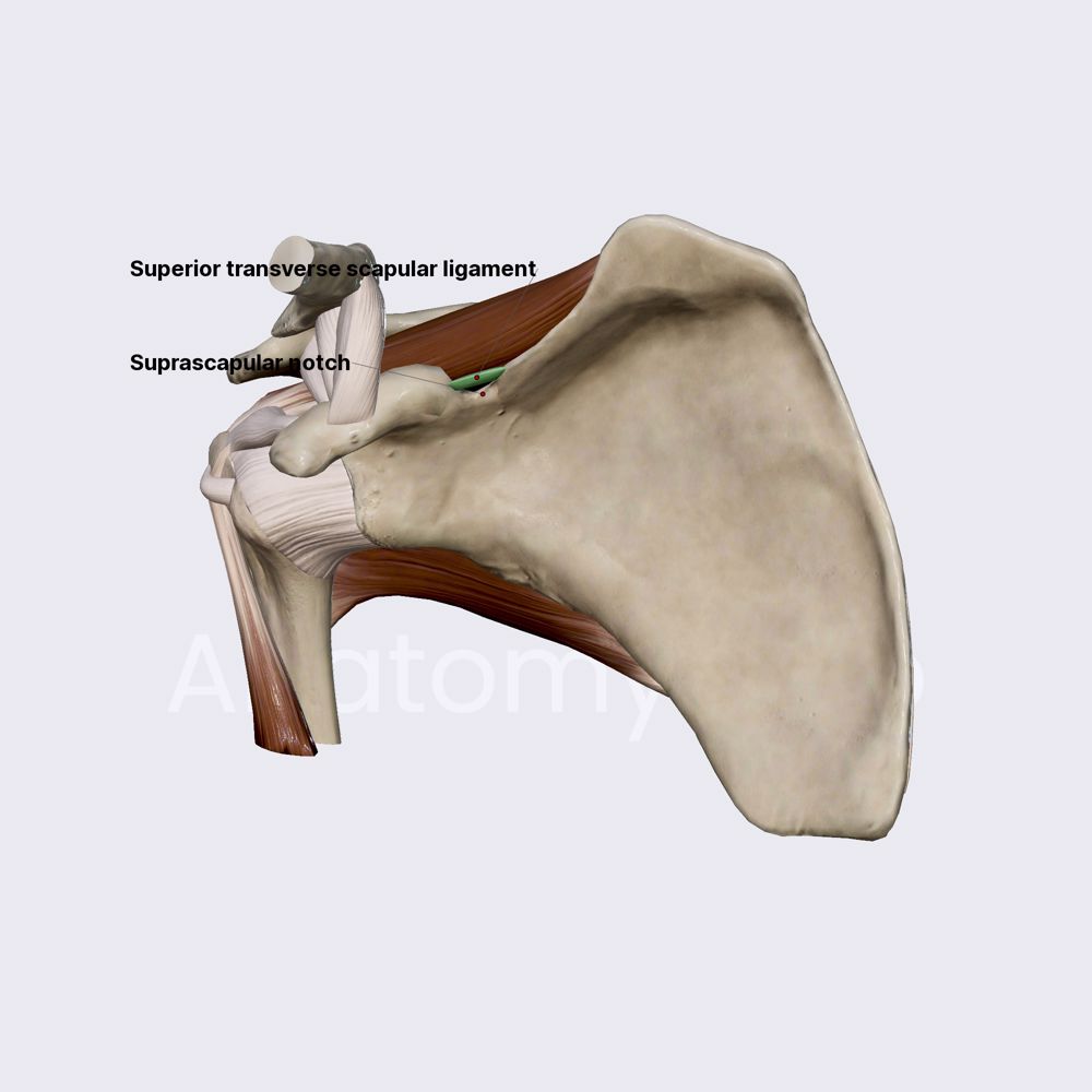 Superior transverse scapular ligament