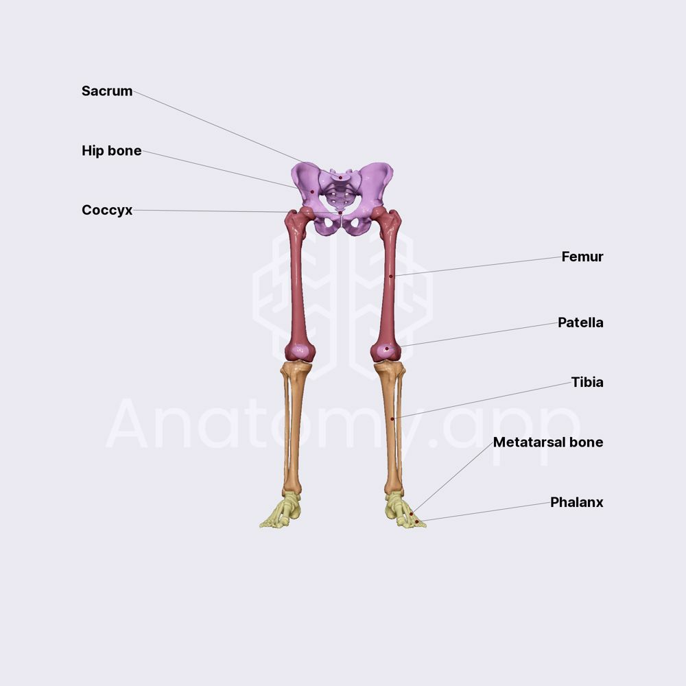 Skeleton of the lower limb (overview)