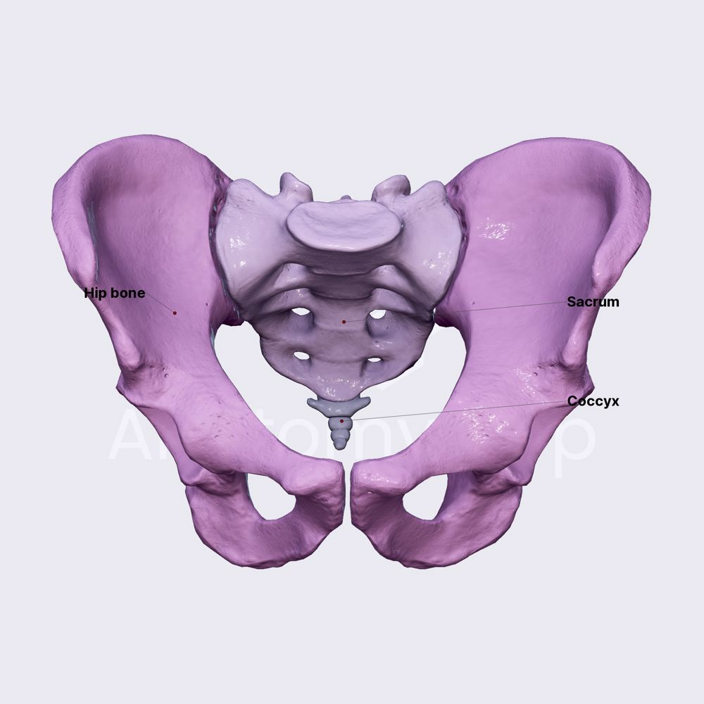 Pelvic skeleton