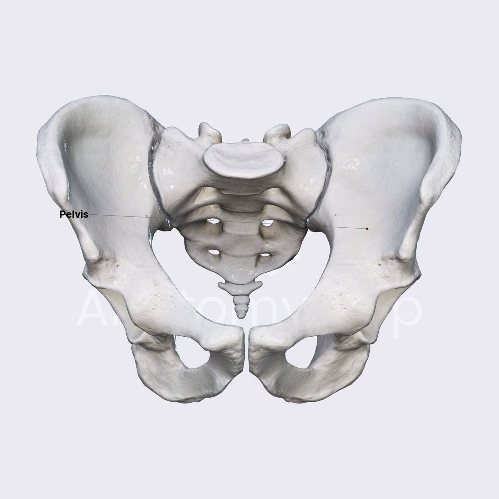 Pelvis (overview; male pelvis)