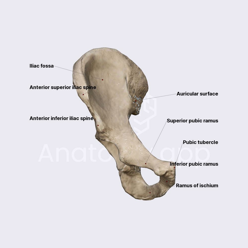 Features Of Hip Bone Skeleton Of The Lower Limb Lower Extremity Anatomy App Learn