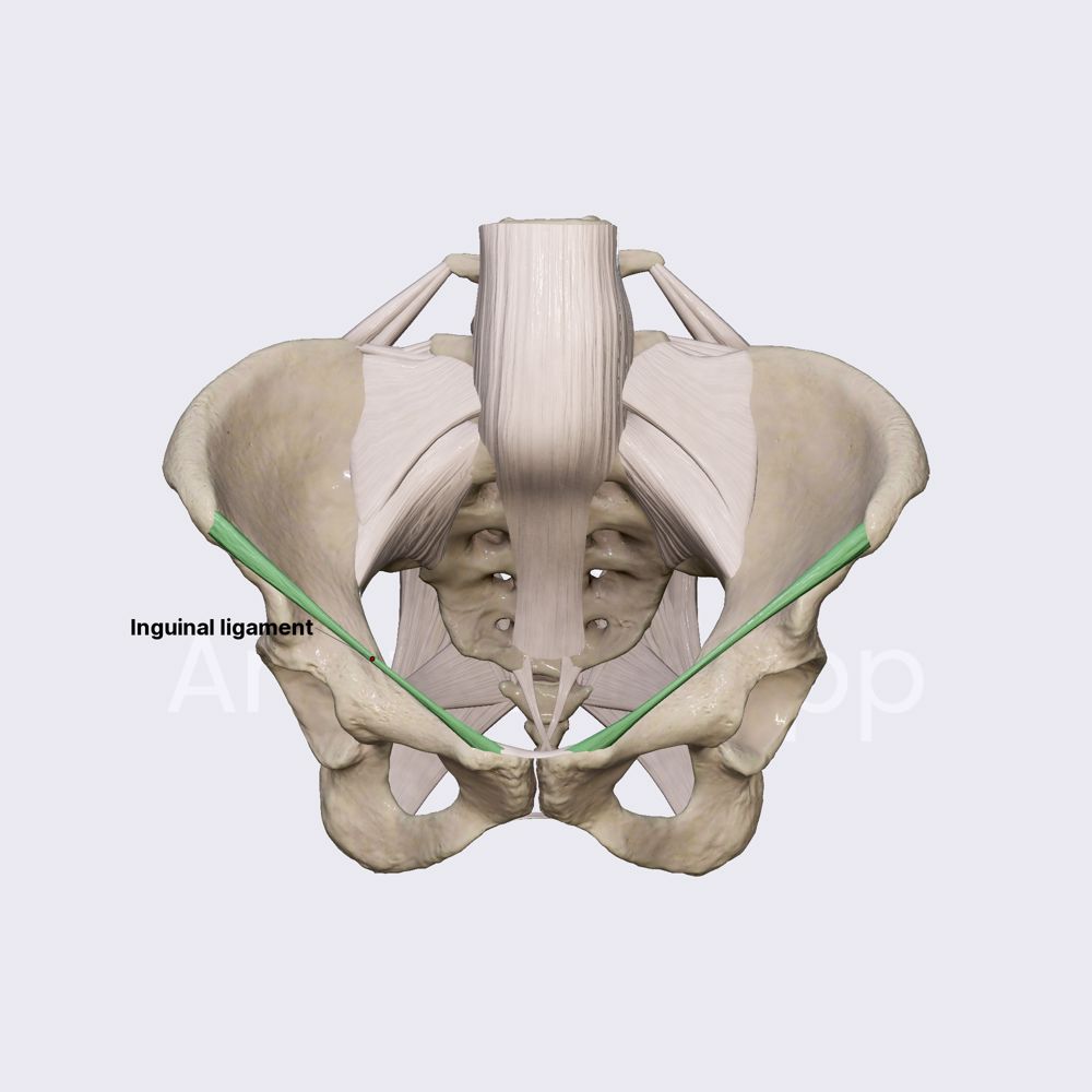 Inguinal ligament