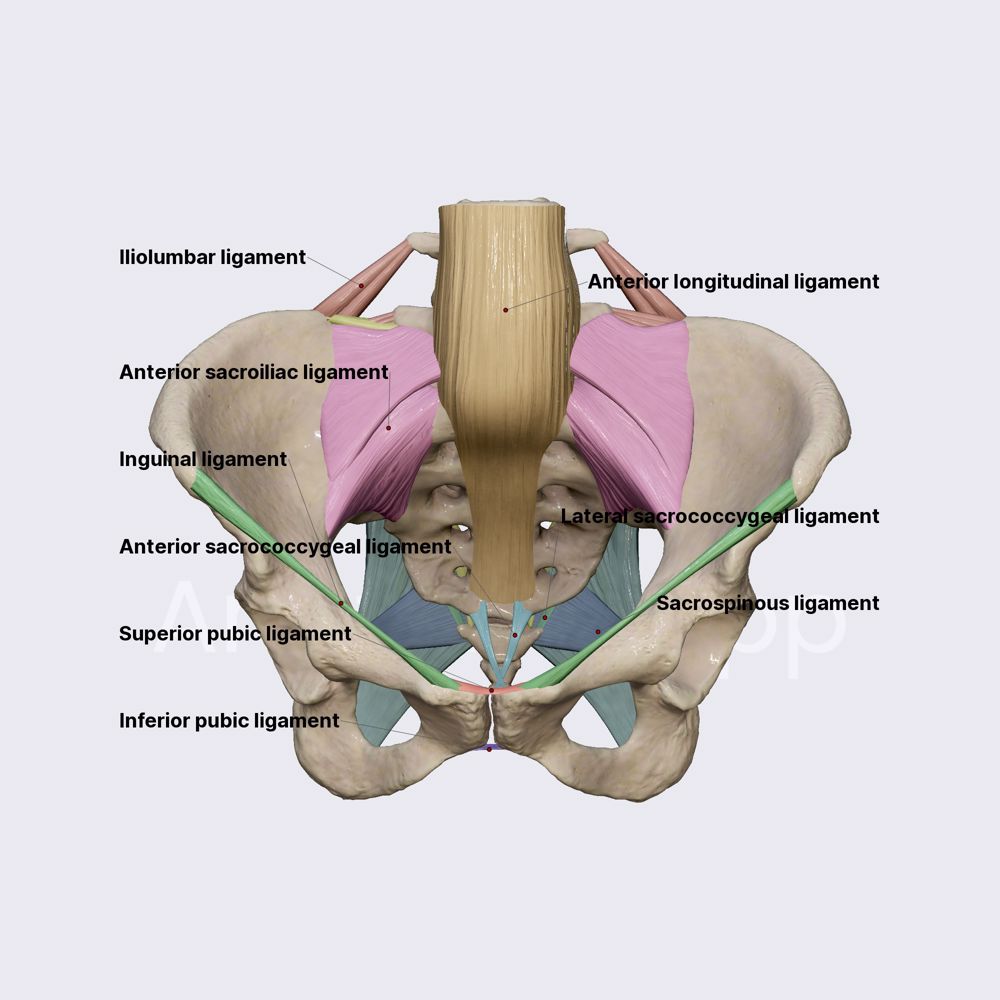 Joints of pelvis