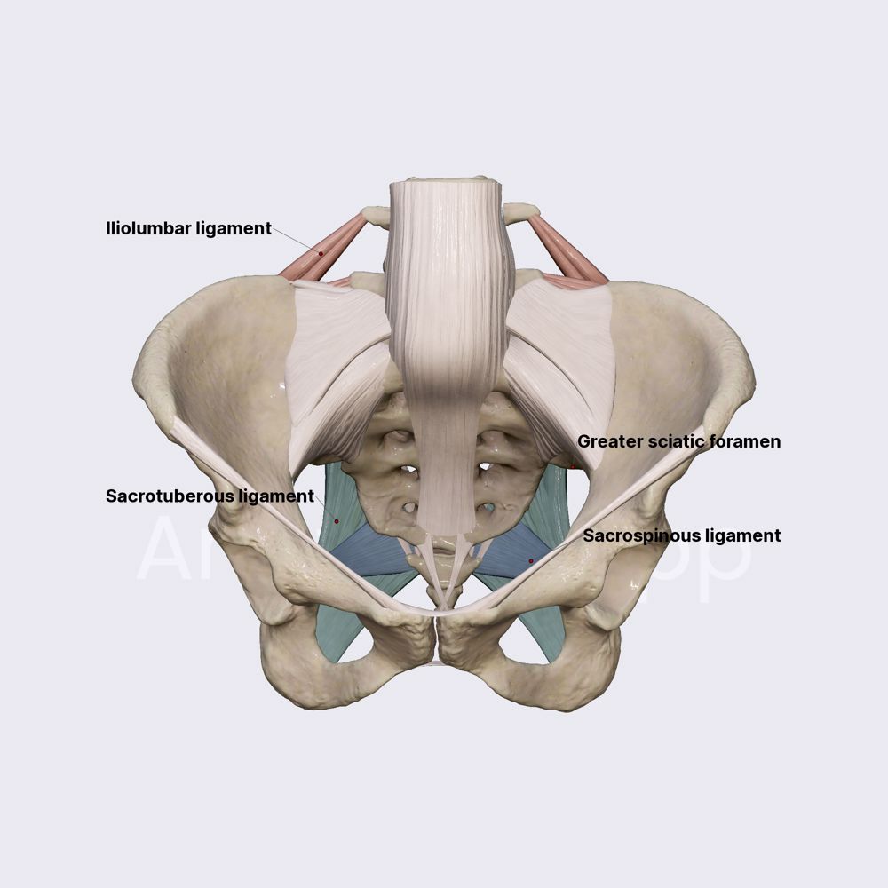 Vertebro-pelvic ligaments