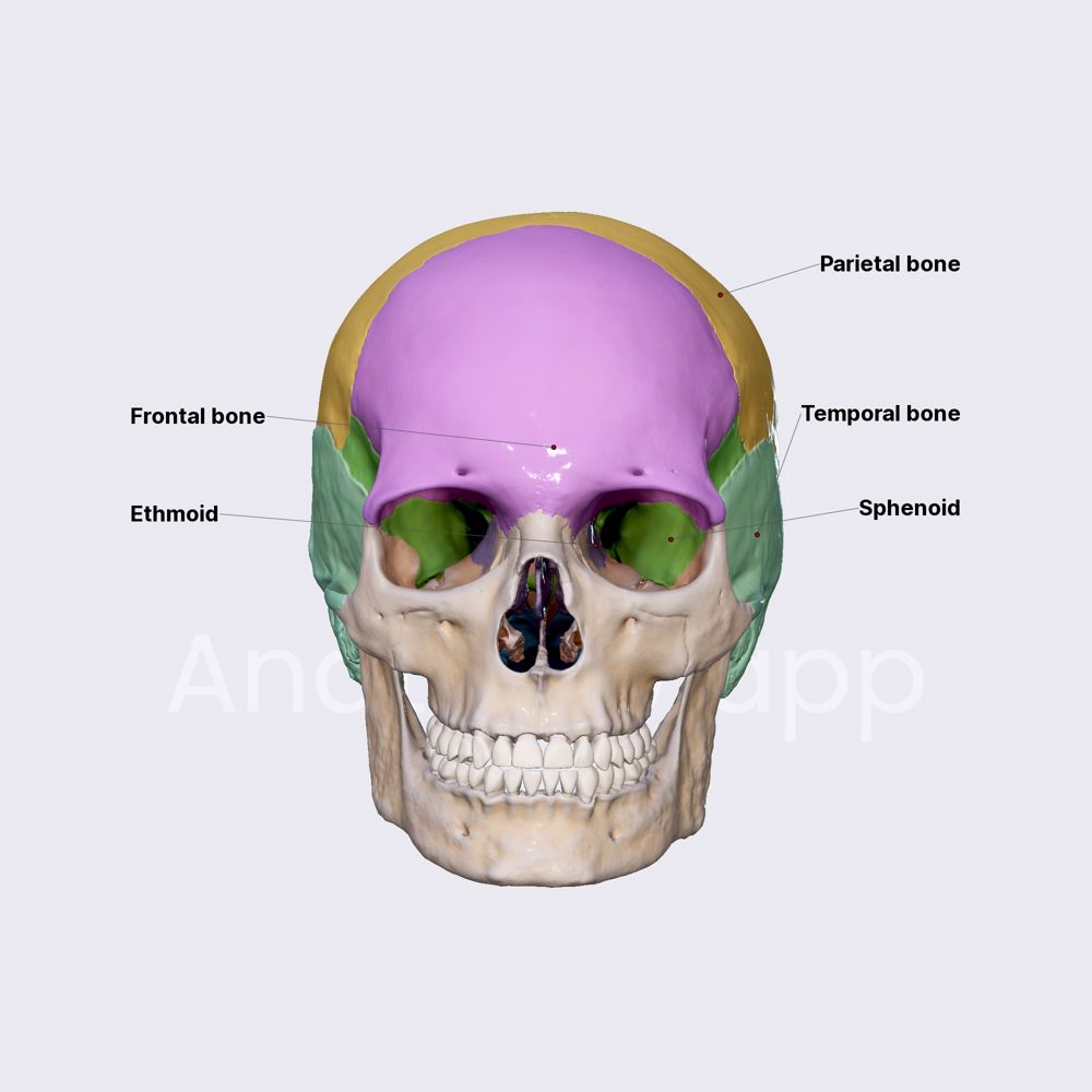 Bones of neurocranium