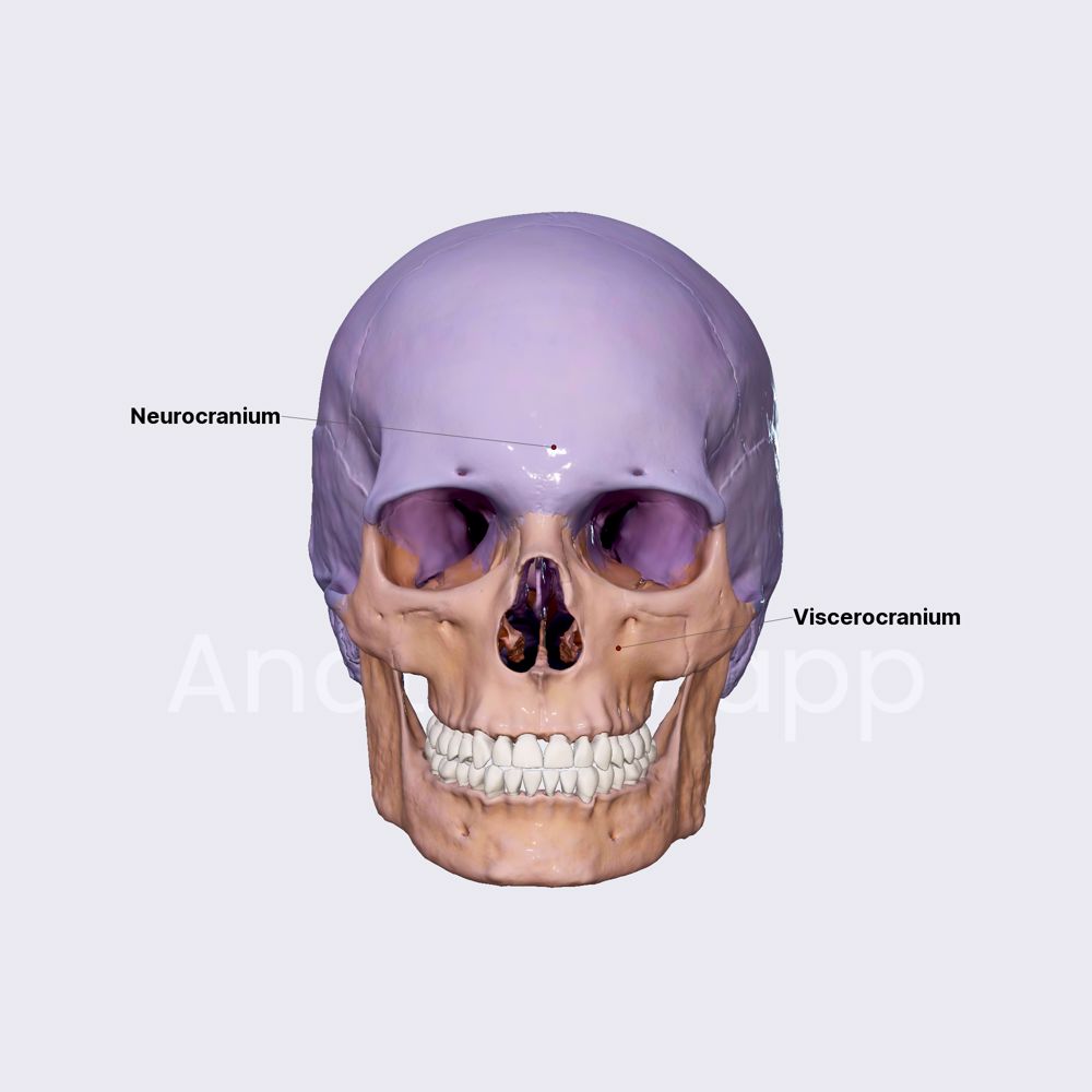 Parts of skull (neurocranium and viscerocranium)