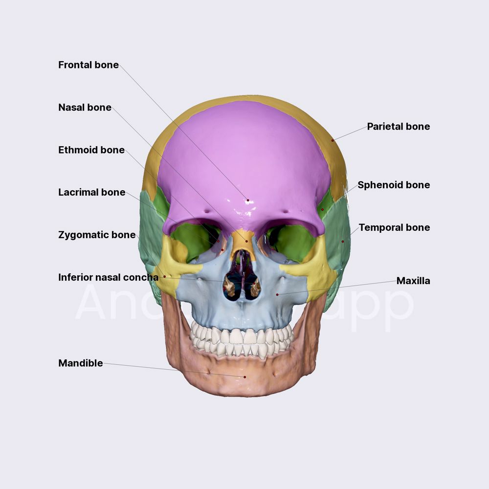 Skull (overview)