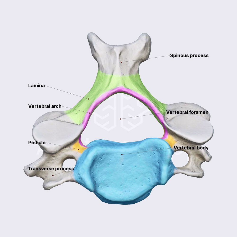 Vertebrae (overview)