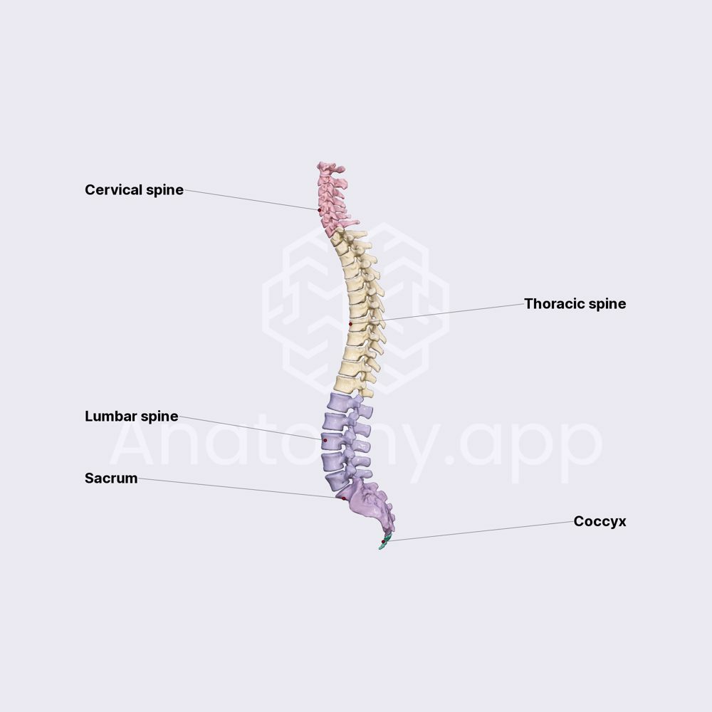 Spine (overview)