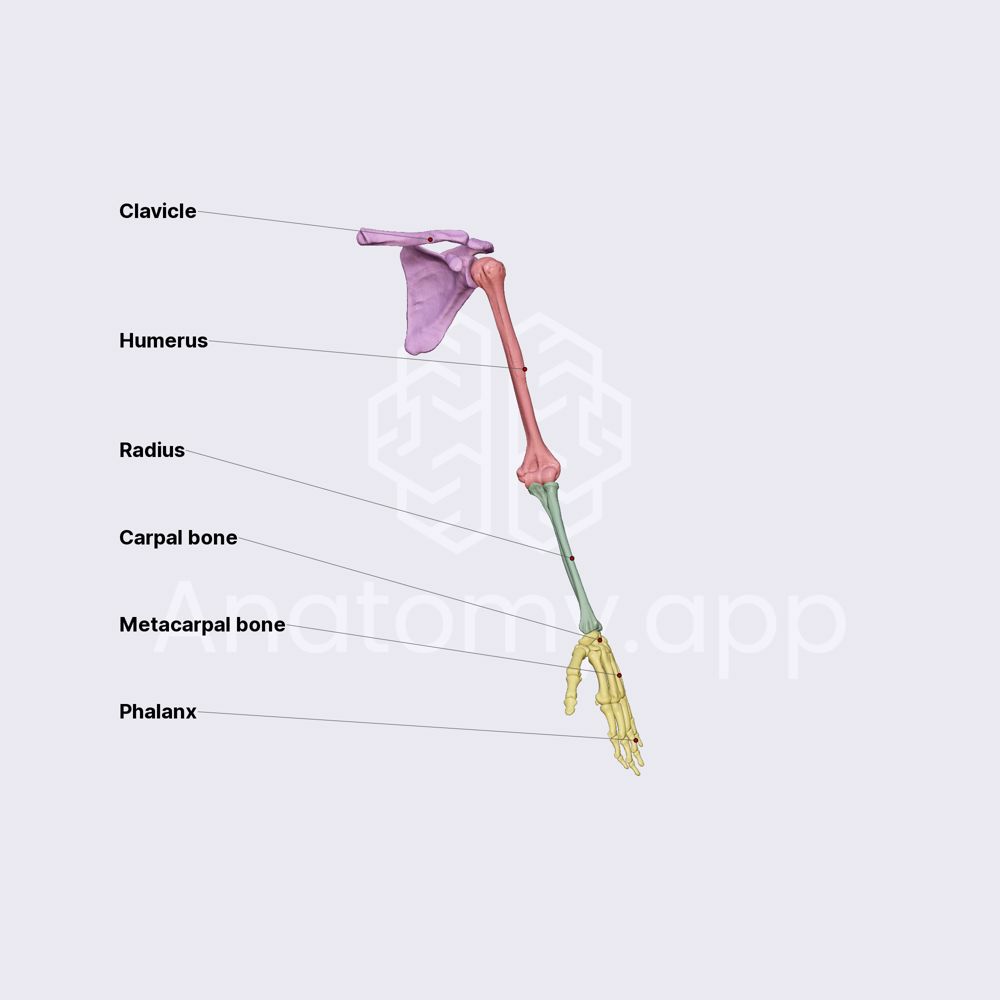 Skeleton of upper limb