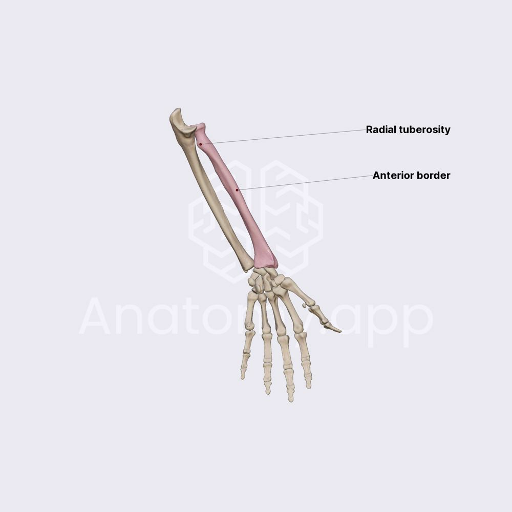 Radius Skeleton of the upper limb Upper Extremity Anatomy.app