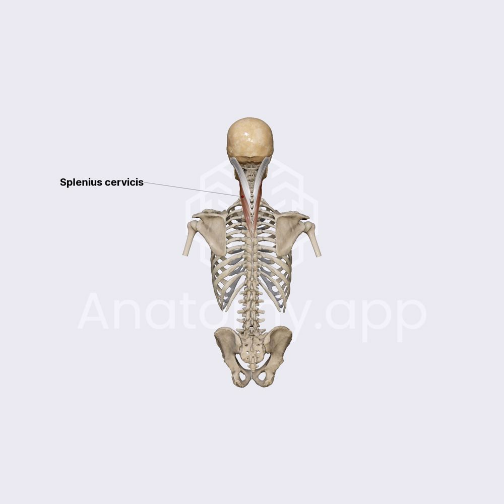 Splenius cervicis muscle