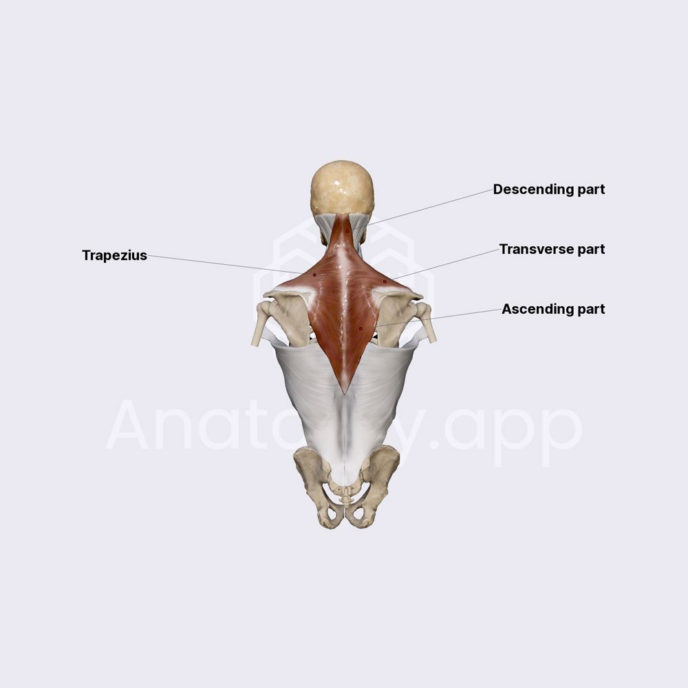 Trapezius muscle