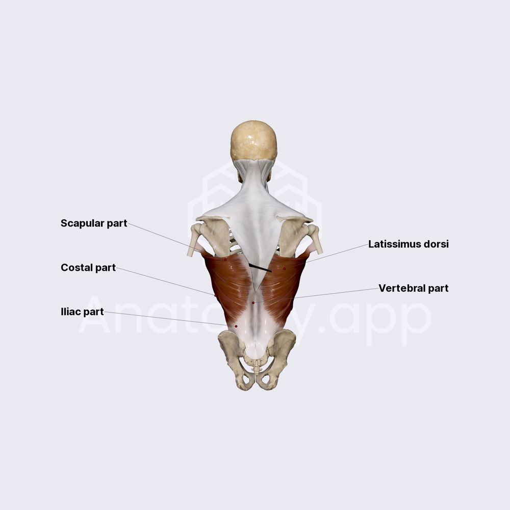 Latissimus dorsi muscle