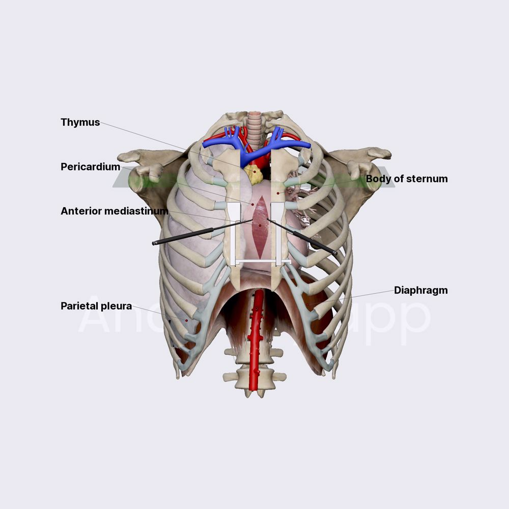 Anterior mediastinum