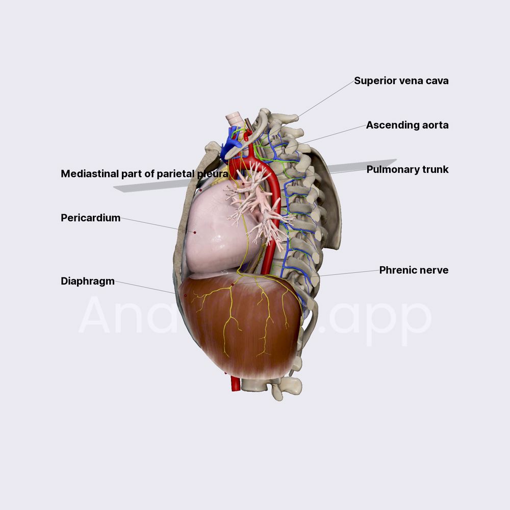 Middle mediastinum