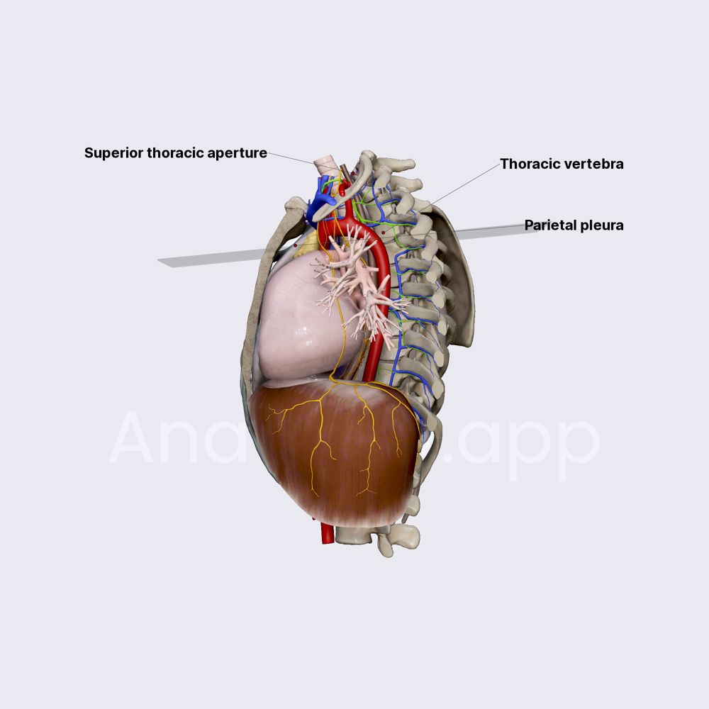 Superior mediastinum (overview)