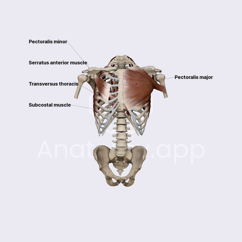 Thoracic wall muscles