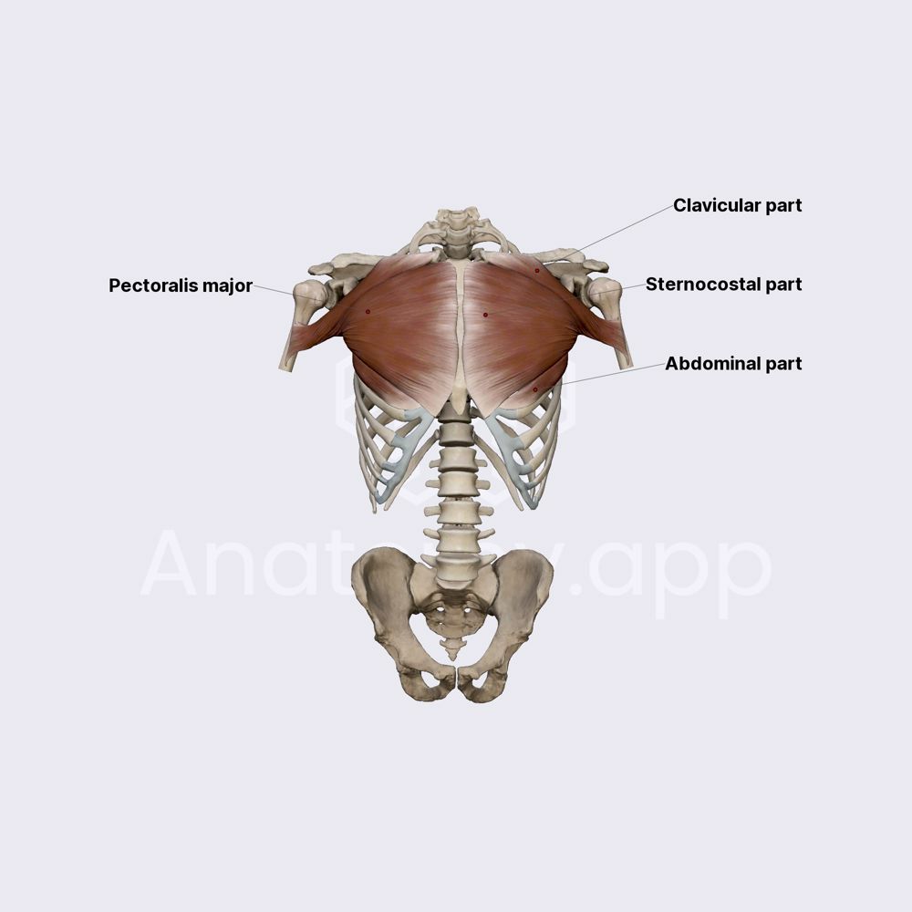 Pectoralis major