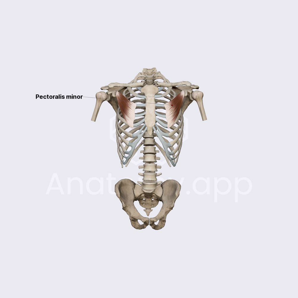 Pectoralis minor