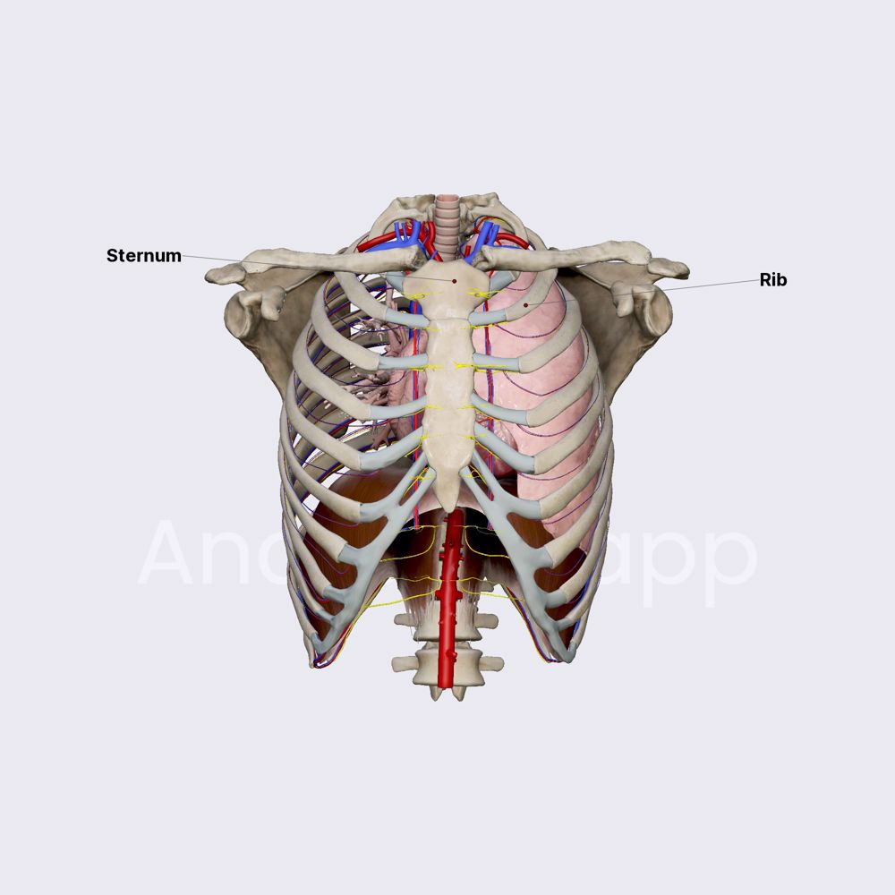 Thorax (overview)