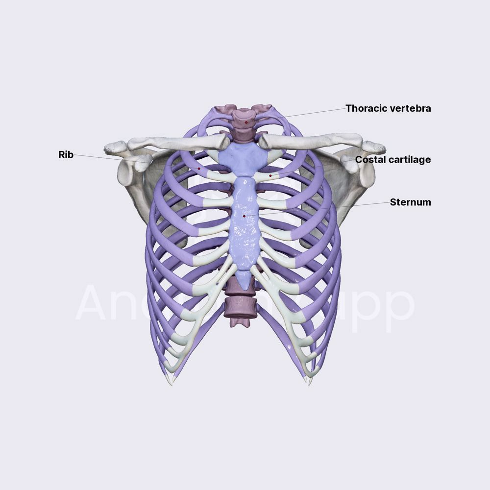 Thoracic cage