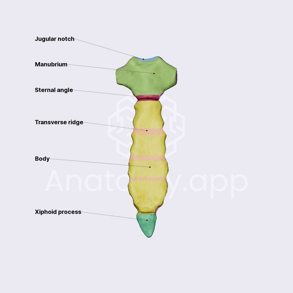 Sternum