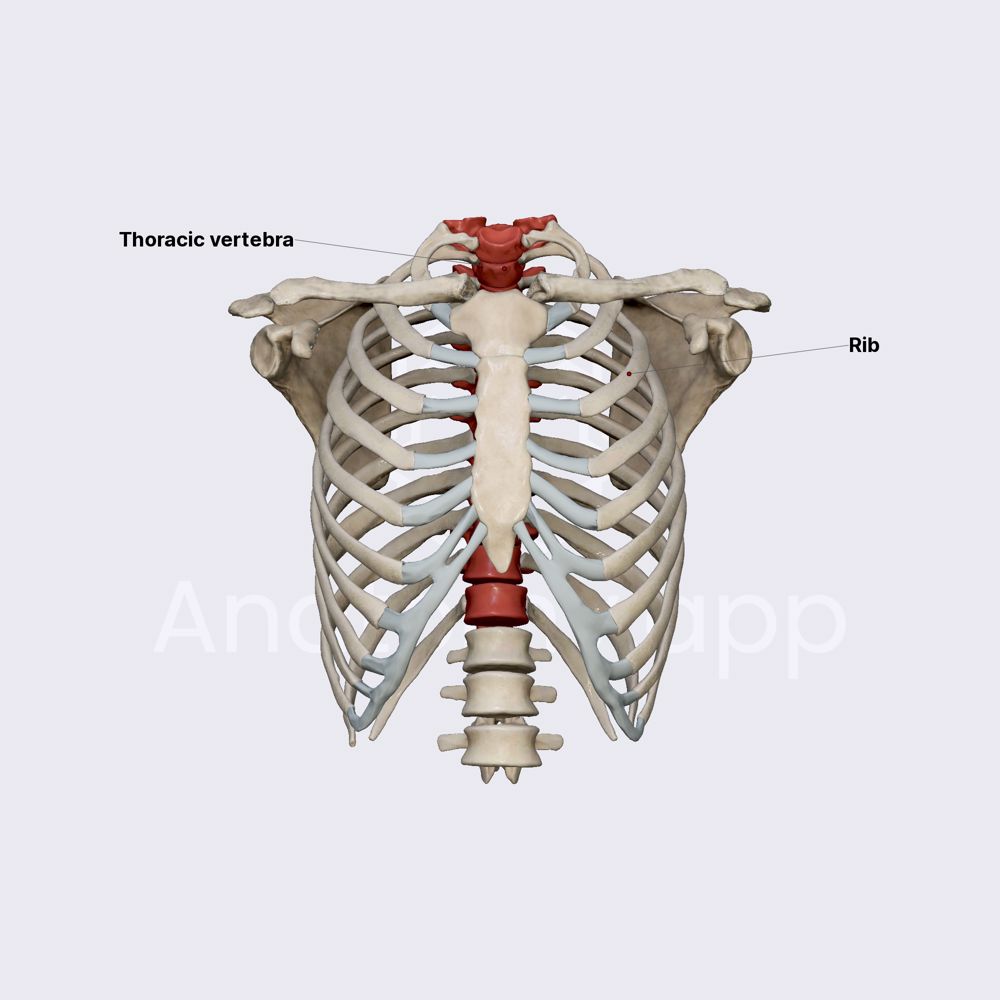 Thoracic vertebrae | Thorax | Thorax | Anatomy.app | Learn anatomy | 3D ...