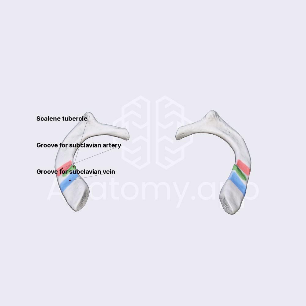 atypical-ribs-first-rib-thorax-thorax-anatomy-app-learn