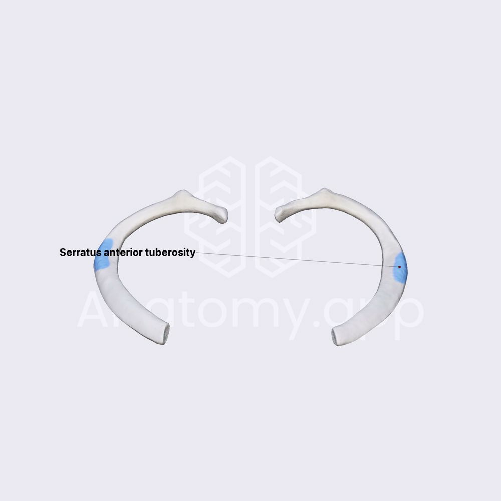 atypical-rib-second-rib-thorax-thorax-anatomy-app-learn