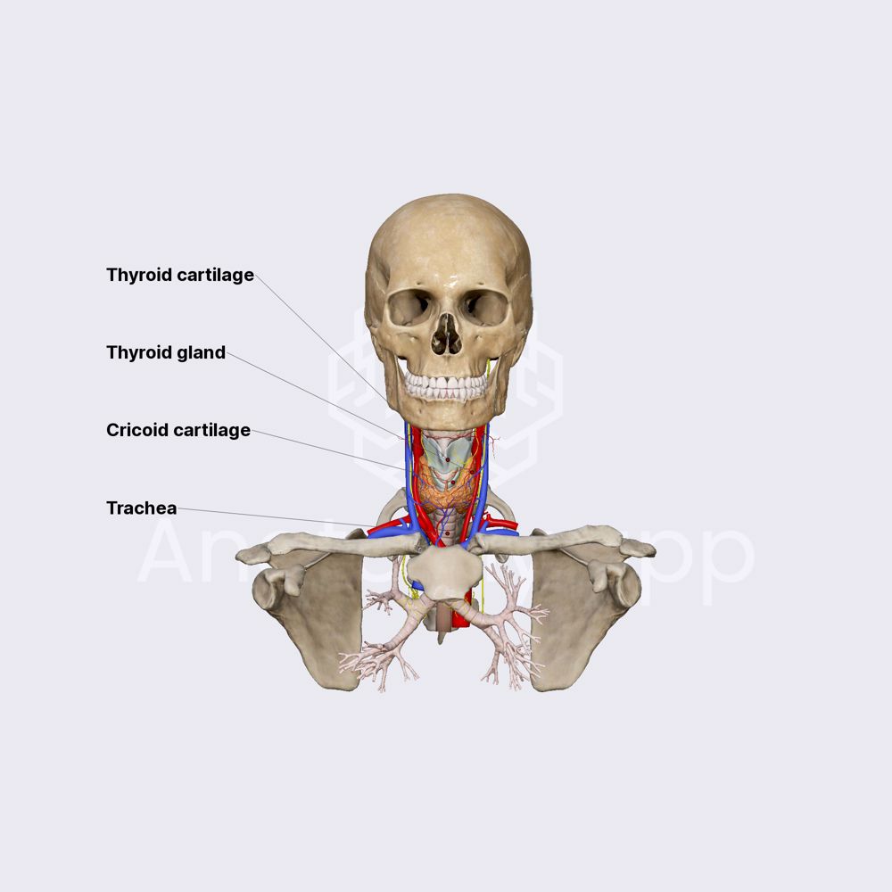 Thyroid gland (overview)