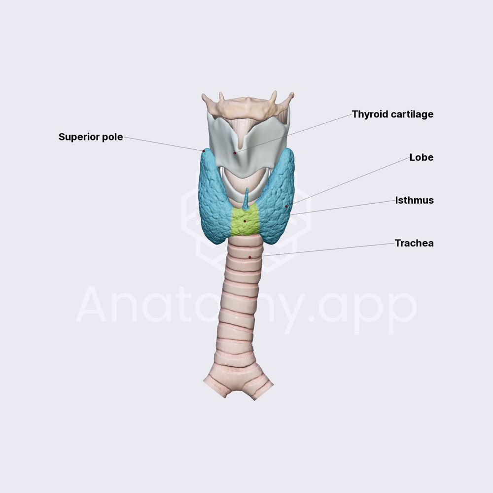 Lobes and isthmus of thyroid gland | Anatomy.app