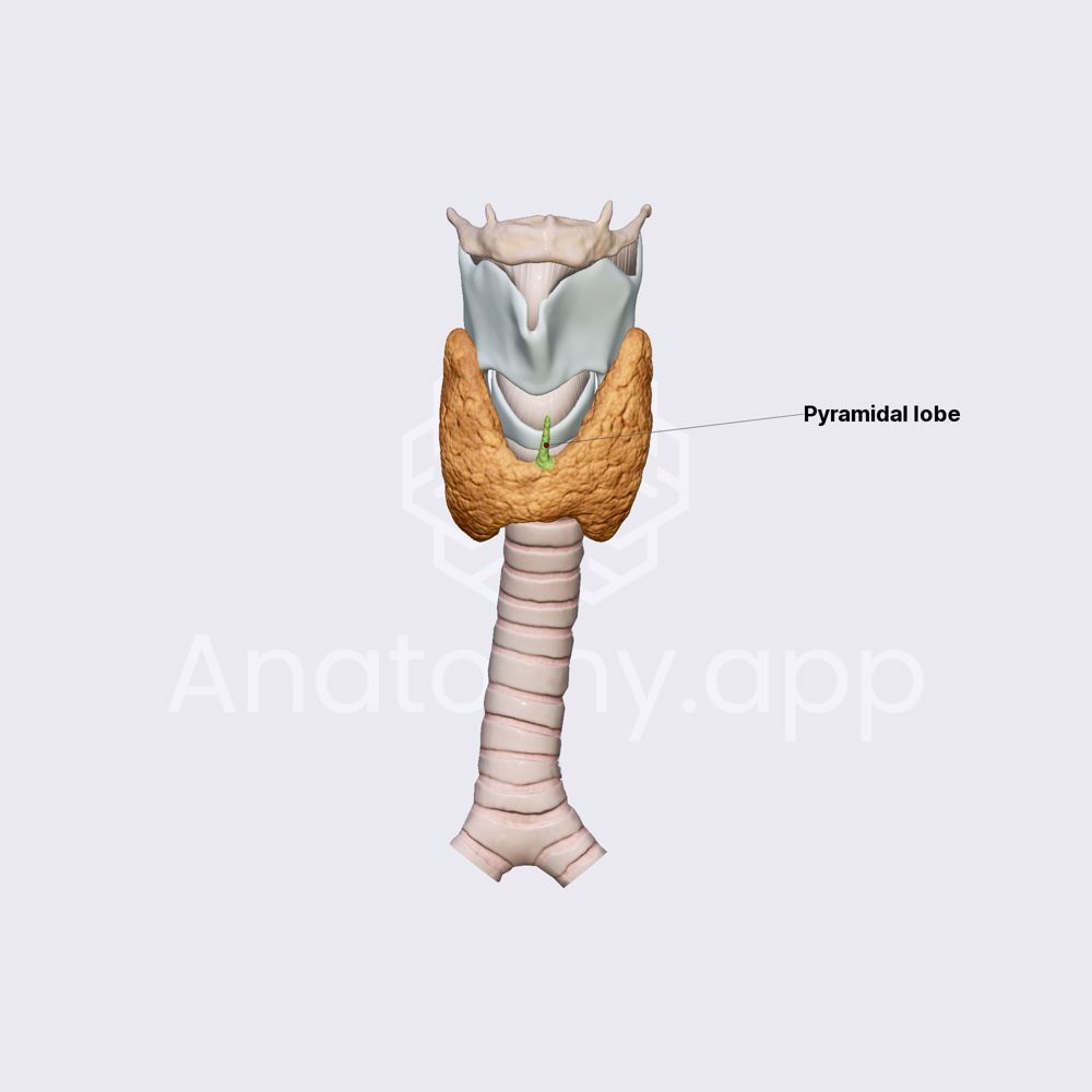 Pyramidal lobe of thyroid gland