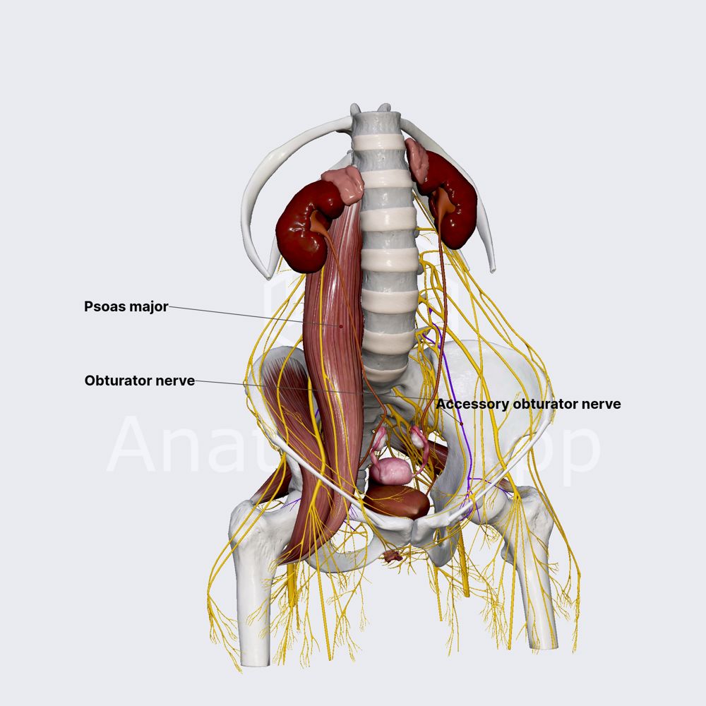 Accessory obturator nerve (female pelvis)