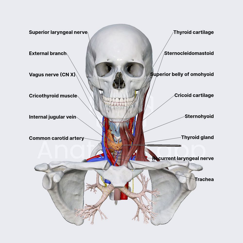 Anatomical relations
