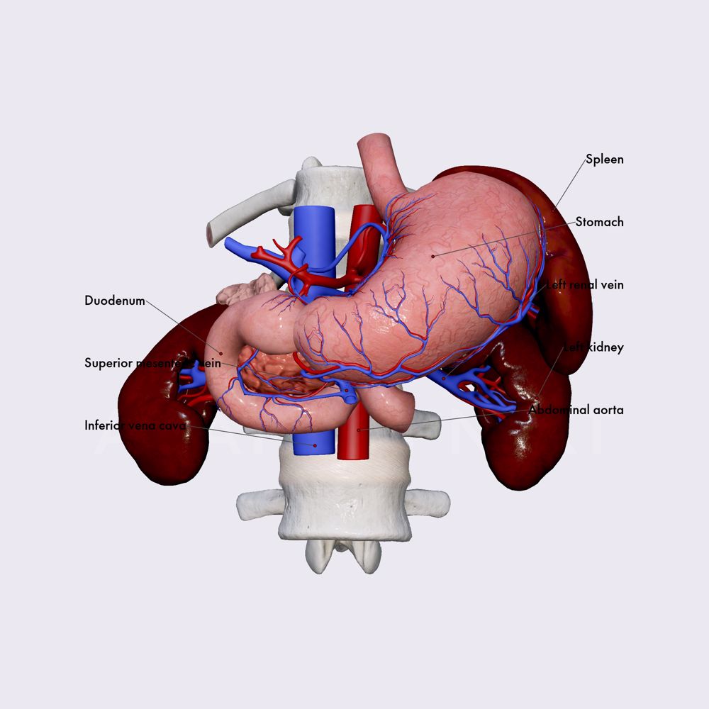 Anatomical relations of pancreas