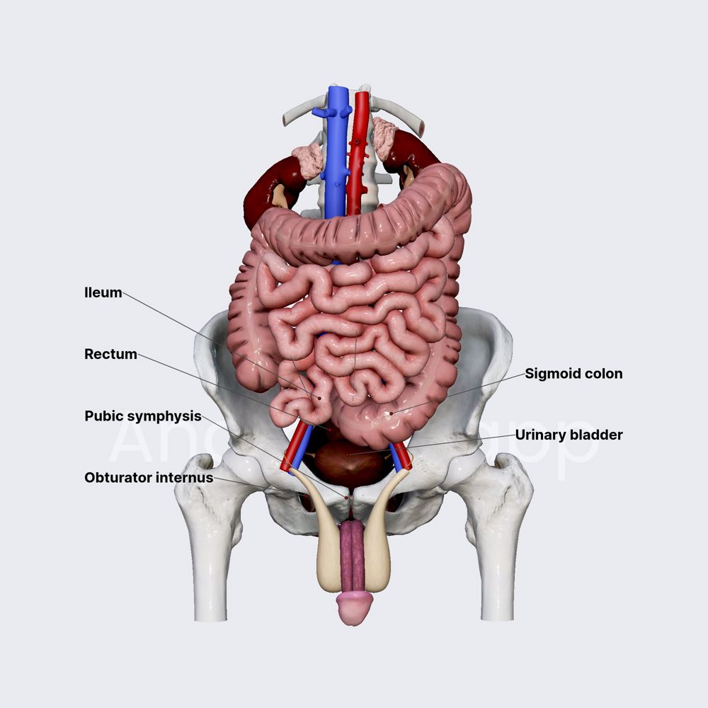 Anatomical relations of urinary bladder 