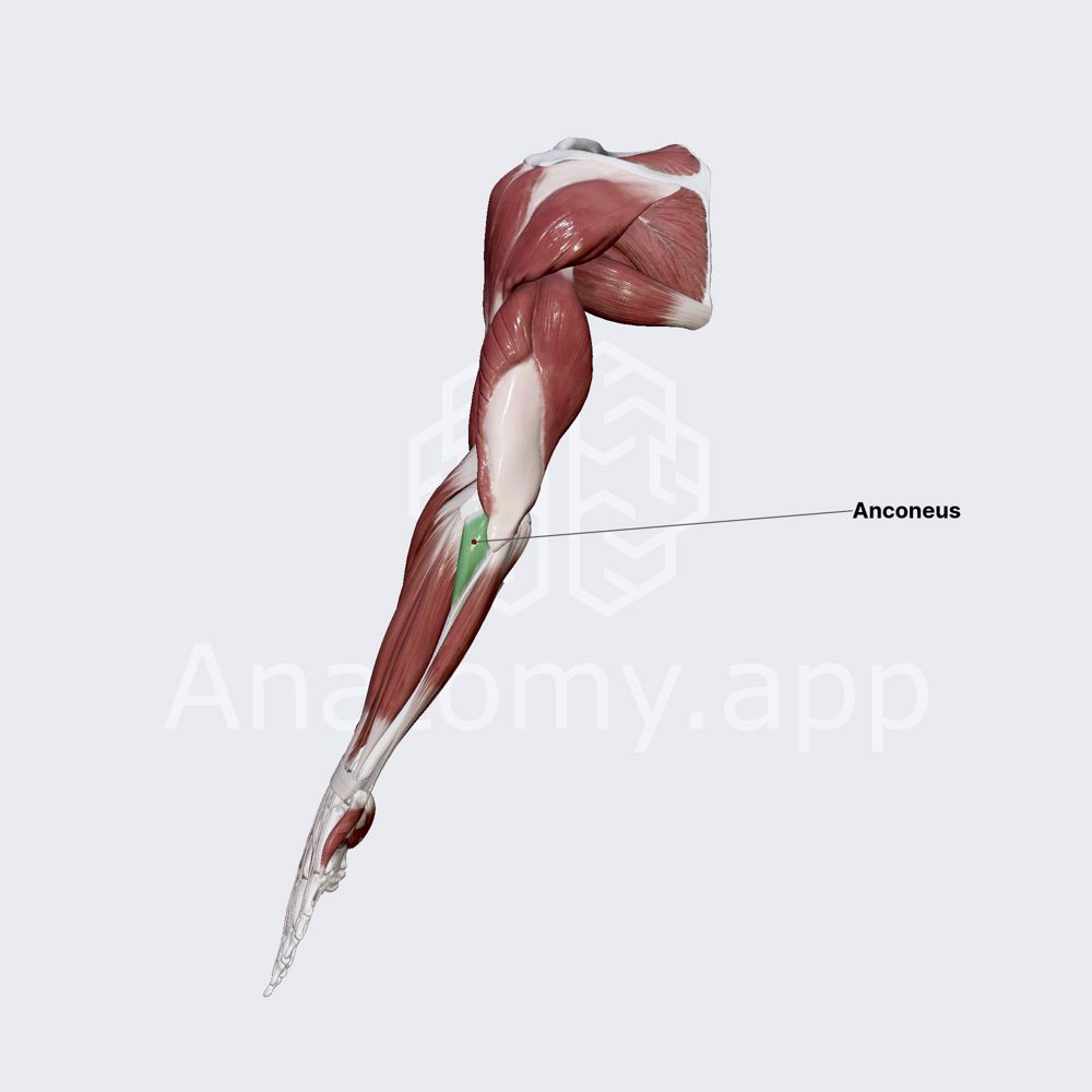 Anconeus muscle