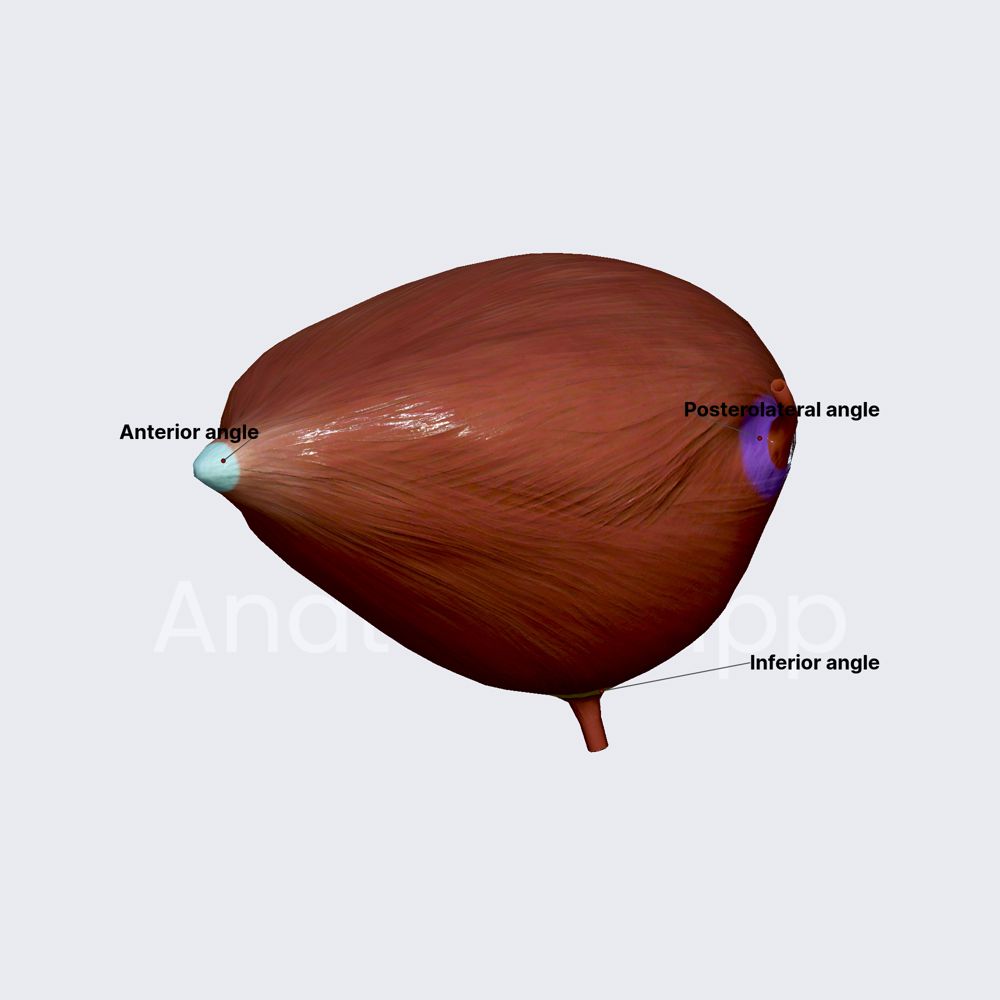 Angles of urinary bladder