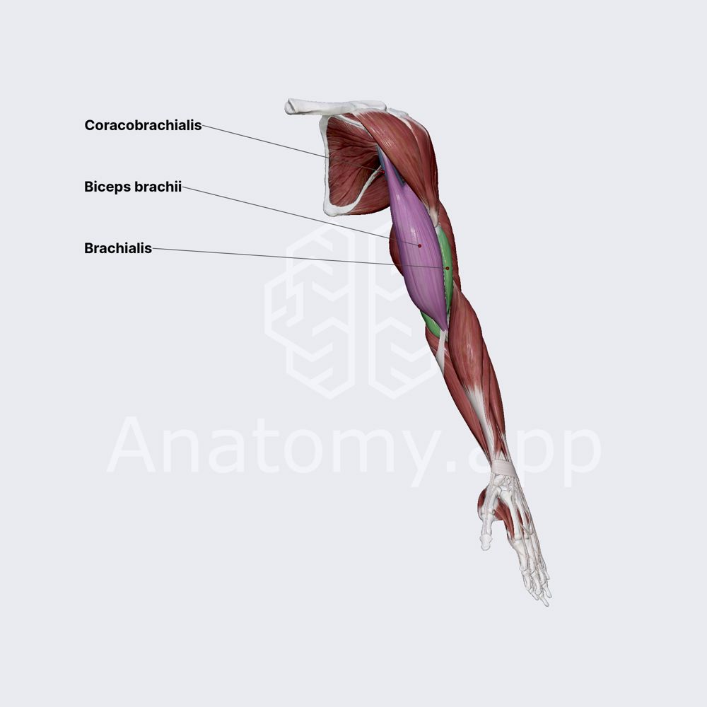 Anterior compartment of arm 