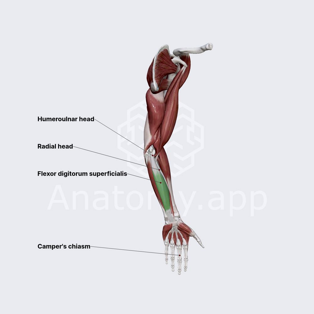 Flexor digitorum superficialis