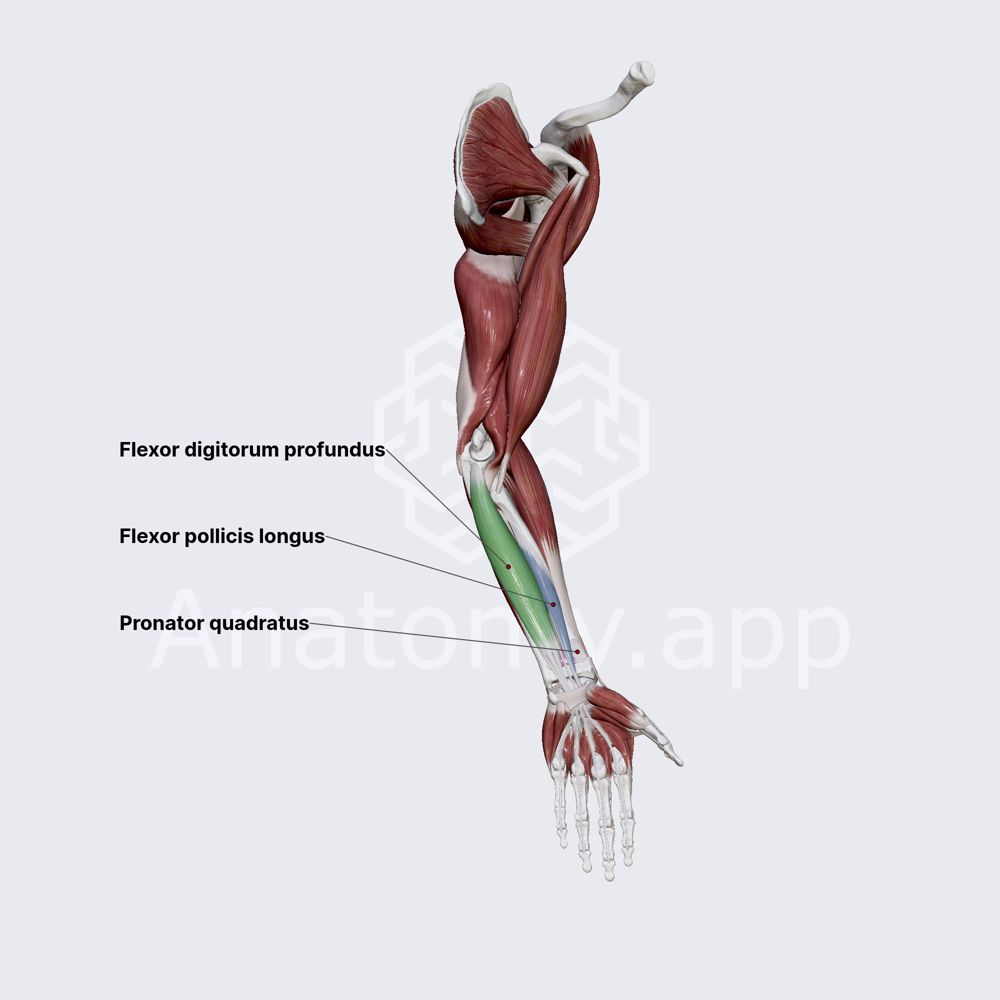 Anterior compartment of forearm muscles: deep part