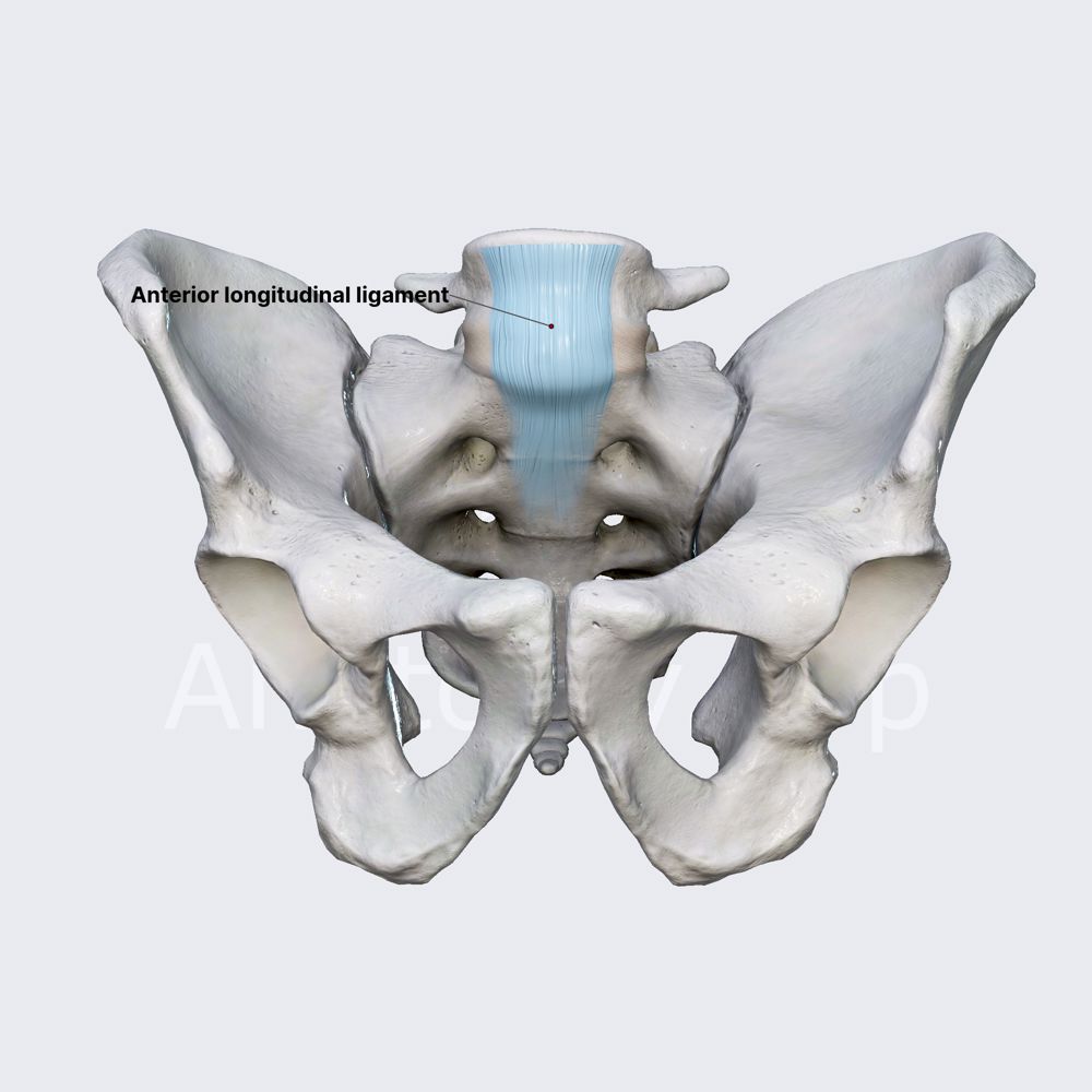 Anterior longitudinal ligament