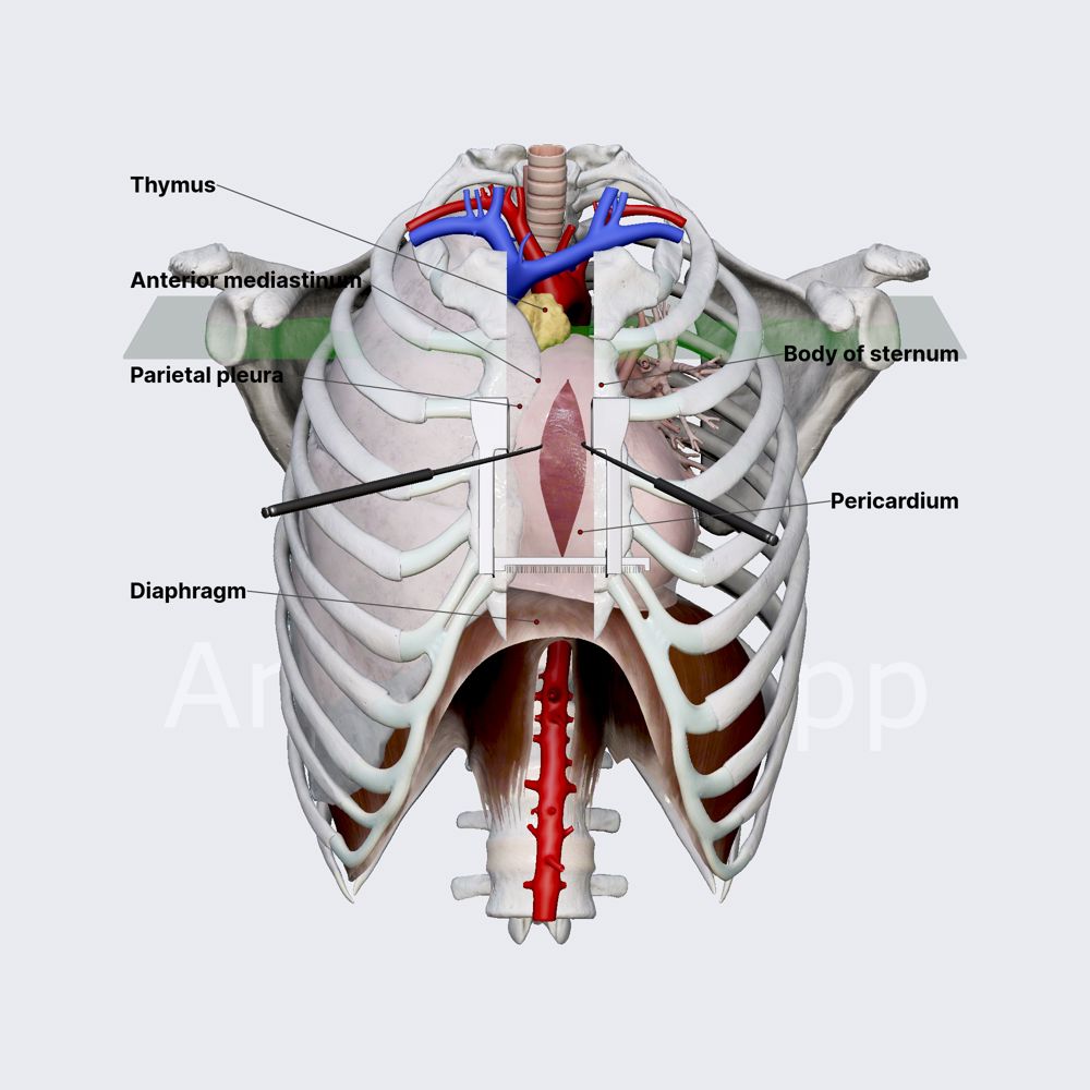 Anterior mediastinum