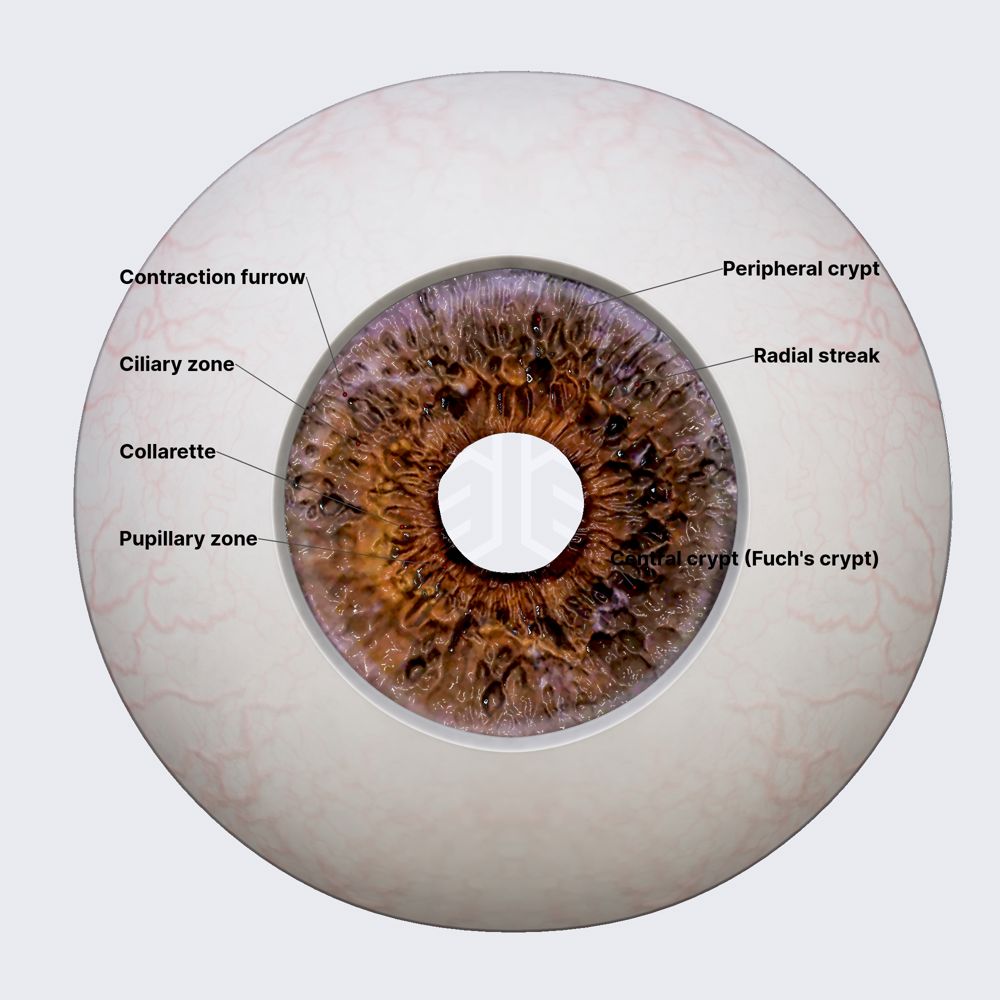 Anterior surface of iris