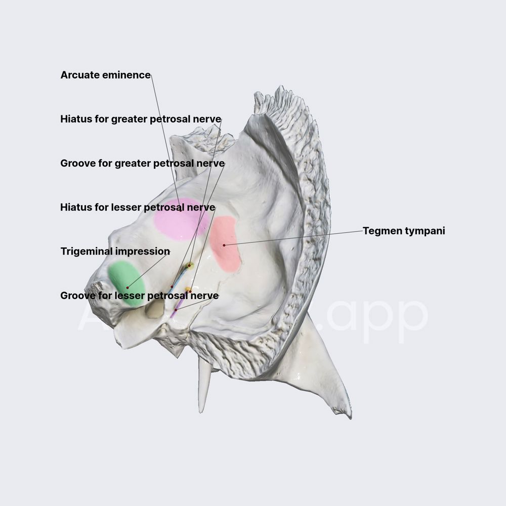 Anterior surface of petrous part