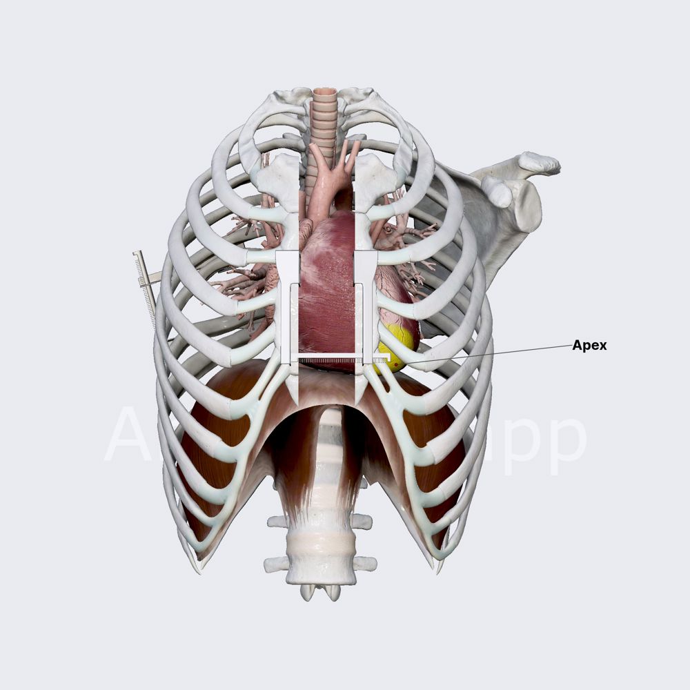 Apex and base of heart