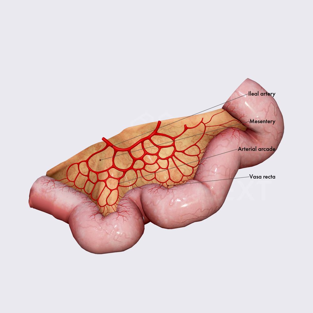 Arterial arcades and vasa recta of ileum
